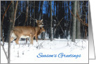 Pair of Deer in the Snowy Woods card