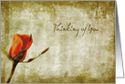 Vintage Orange Rose Thinking of You card