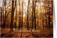 Sunlit Forest in Autumn, Thanksgiving Wishes card
