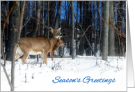 Pair of Deer in the Snowy Woods card