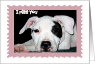 I Miss You Pit Bull Puppy card