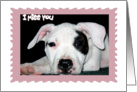 I Miss You Pit Bull Puppy card