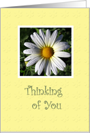 Thinking Of You Daisy card