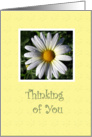 Thinking Of You Daisy card