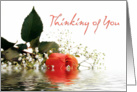 Thinking of You Rose card