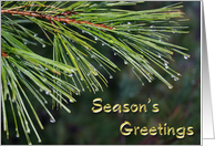 Pine Tree Branch card