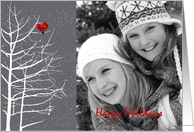WhiteTree, Red Bird, Snowflakes Holiday Photo Card