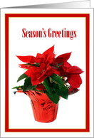 Potted Poinsettia Plant, Season’s Greetings card