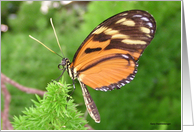 Isabella Longwing card