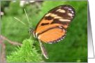 Isabella Longwing card