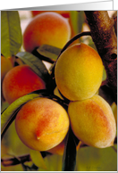 You’re a Peach card