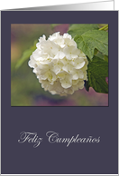 Feliz cumpleaos card