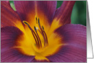 Daylily - closeup. card