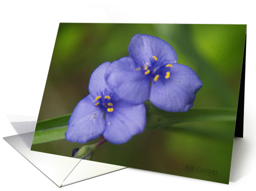 Blue wildflower card (219126)