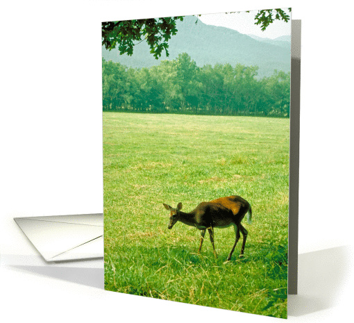 Deer, Cades Cove card (236037)