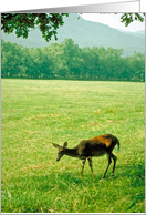 Deer, Cades Cove card