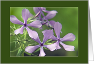 Wildflowers card
