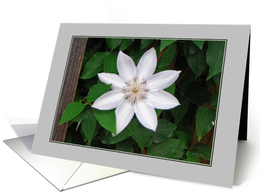 Clematis card (252854)