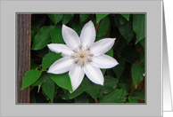 Clematis card