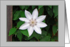 Clematis card