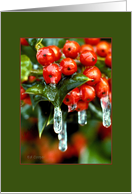 Frozen Holly Berries card