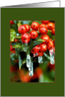 Frozen Holly Berries card