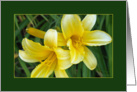 Yellow Daylilies card