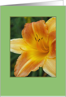 Daylily card