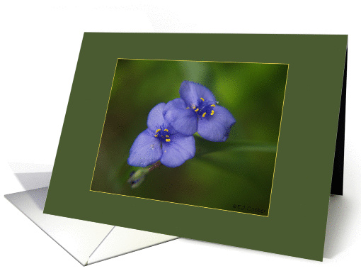 Blue Wildflower card (285714)
