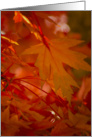 Autumn Blaze card