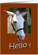 Hello ! card