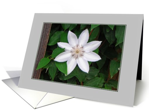 Climatis card (556967)