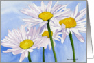 Daisies card
