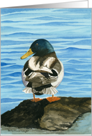 Mallard Duck card