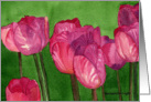 Pink Tulips card