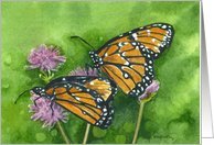 Monarch Butterflies