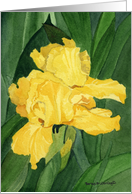 Yellow Iris card
