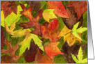 Backyard Leaves Card