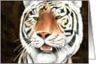 Tiger Card