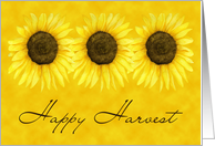 Sunflower Harvest Card