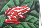 Poison Dart Frog (Red and white) card