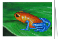 Poison dart frog (orange and blue) card