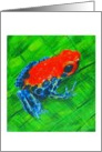Poison dart frog (red and blue) card