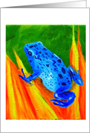 Poison dart frog (blue) card