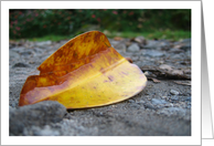 Fallen Leaf