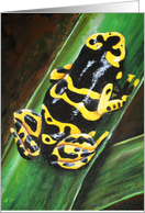 Bumblebee Frog card