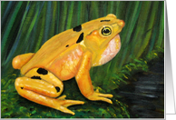 Panama Golden Frog card