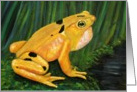 Panama Golden Frog card