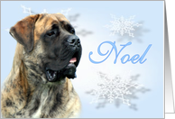 Noel ~ Apricot Brindle card