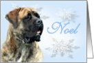 Noel ~ Apricot Brindle card